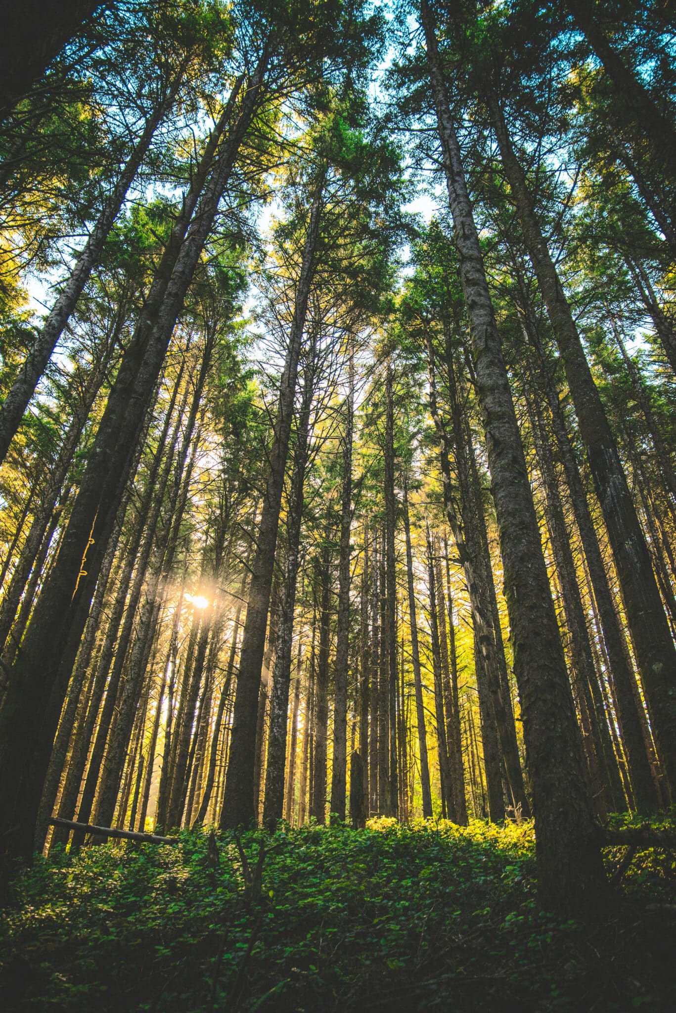 Northwest forest by casey-horner-Ymnf4QcUWG8-unsplash