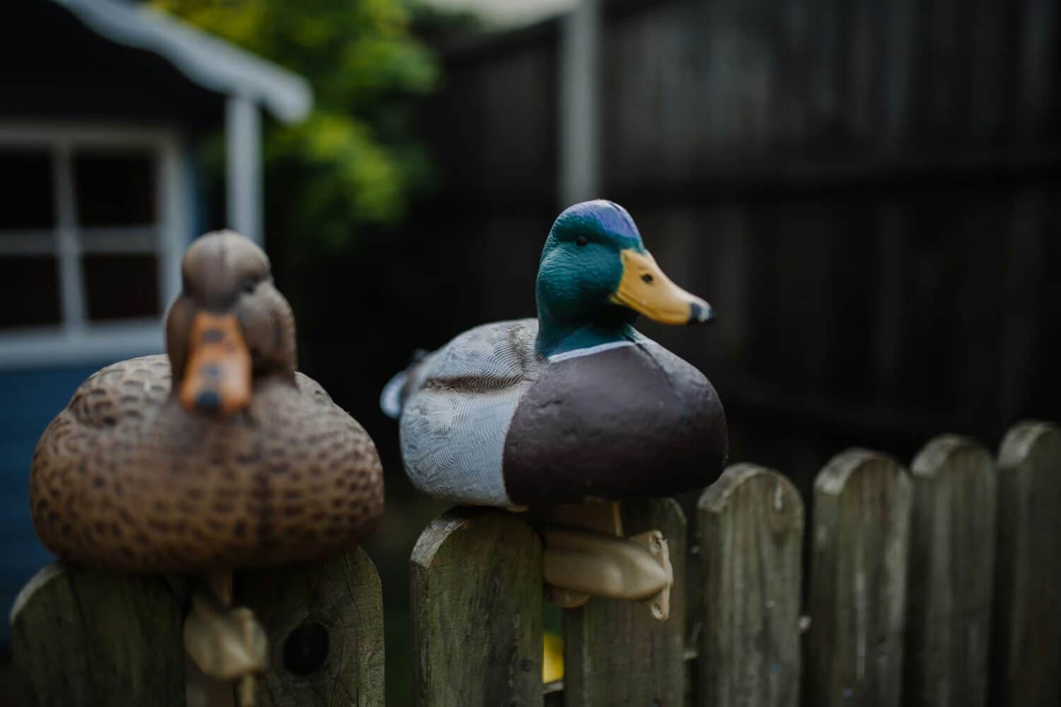 Two duck decoys mounted to a fence